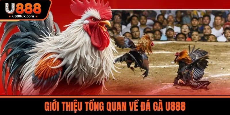 Đá gà U888 1 Giới Thiệu Tổng Quan về Đá Gà U888