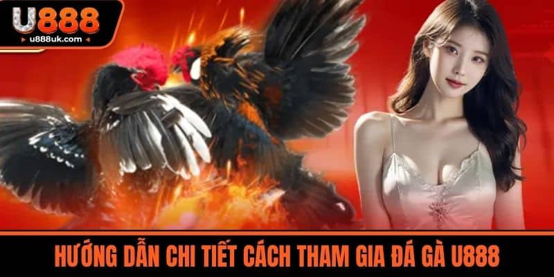 Đá gà U888 2 Hướng Dẫn Chi Tiết Cách Tham Gia Đá Gà U888