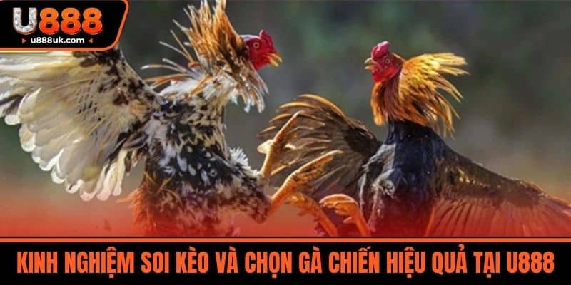 Đá gà U888 3 Kinh Nghiệm Soi Kèo và Chọn Gà Chiến Hiệu Quả tại U888